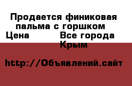 Продается финиковая пальма с горшком › Цена ­ 600 - Все города  »    . Крым